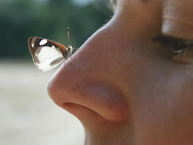 Schmetterling auf Nase