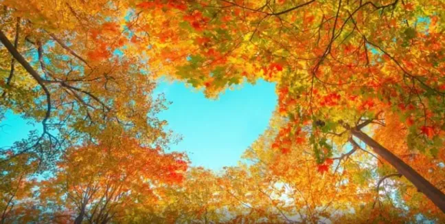 Herbst